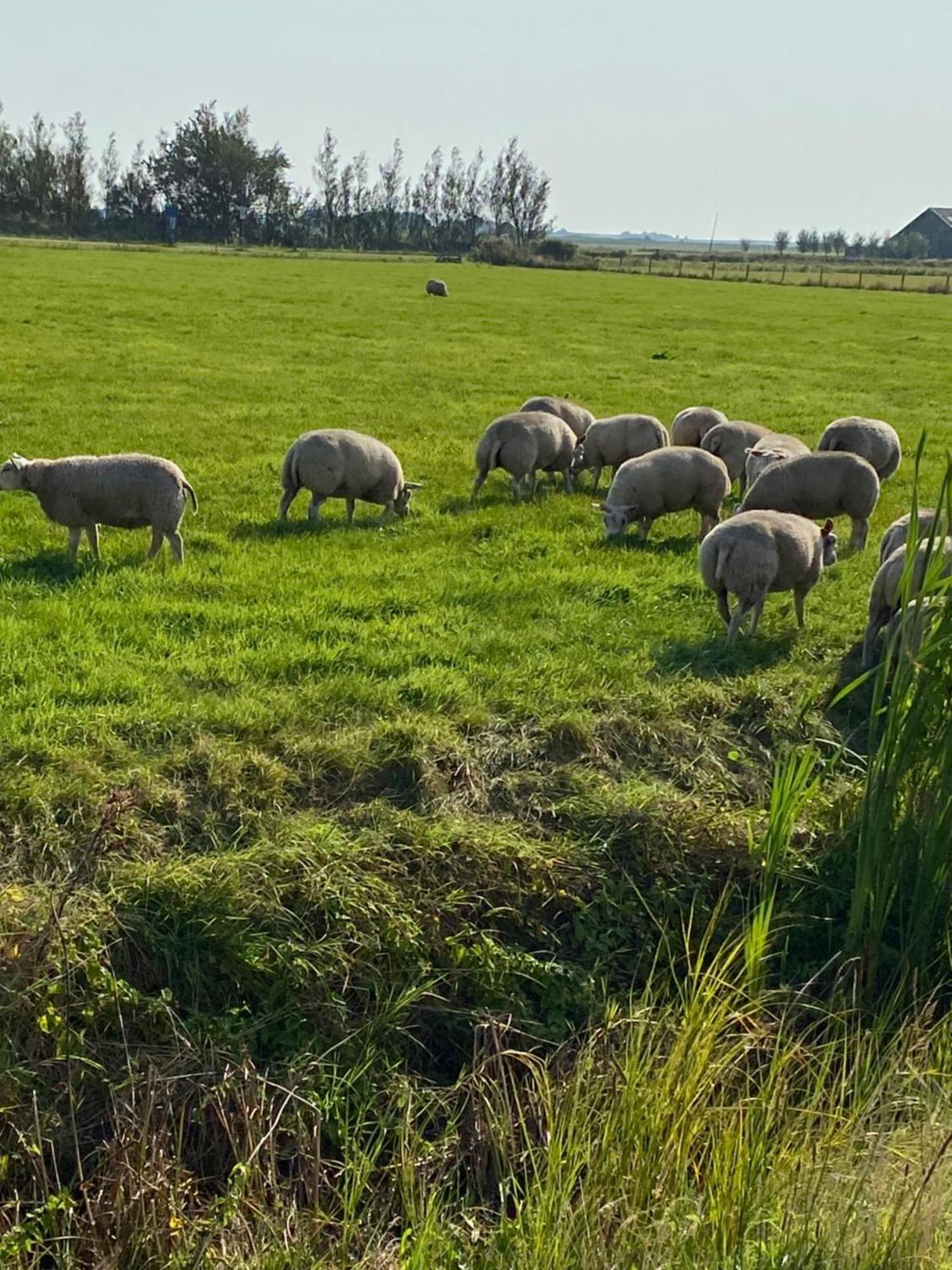 Oomes Huus Haestens And Koffie Den Hoorn  Exteriér fotografie